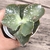 Echeveria gibbiflora akuanduba 5B pote 9 - carunculas - NOVIDADE - comprar online