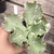 Echeveria gibbiflora Fluctus 5B pote 11 - emitindo raízes - NOVIDADE - comprar online