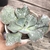 Echeveria gibbiflora pink tourmaline 5B pote 11 - emitindo raízes - NOVIDADE - comprar online