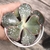 Echeveria Gibbiflora tutemes 5B pote 9 - carunculas - emitindo raízes - NOVIDADE - comprar online