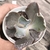 Echeveria gibbiflora zihe 5B pote 8 - carunculas - comprar online