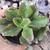 Echeveria Gibbiflora Ampi 5C pote 9 - SUCULOUCURA DA SEMANA - comprar online