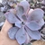 Echeveria afterglow 4E pote 9 a 11 - SUCULOUCURA DA SEMANA - comprar online