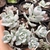 Echeveria Sweet Eva 2F pote 9 - comprar online