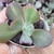Echeveria gibbiflora perdi a id 21 pote 9 5E - emitindo raízes - SUCULOUCURA DA SEMANA - comprar online
