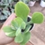 Echeveria gibbiflora sem id 21 - emitindo raízes - SUCULOUCURA DA SEMANA - comprar online