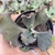 Echeveria gibbiflora red bubbles 5E pote 9 - carunculas - emitindo raízes - SUCULOUCURA DA SEMANA - comprar online