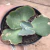 Echeveria Gibbiflora Bergman 5E pote 9 - carunculas - emitindo raízes - comprar online