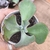 Echeveria gibbiflora mauna azul 5E pote 9 - emitindo raízes - comprar online