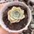 Echeveria si-bi-la 2D pote 6 - SUCULOUCURA DA SEMANA - COMPACTAS - comprar online