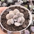 Echeveria Margareth rose 2B pote - SUCULOUCURA DA SEMANA - COMPACTAS - comprar online