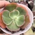 Echeveria Gibbiflora Goldoni 4F pote 9 - babados - comprar online