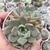 Graptoveria Pretty in pink/marpin 2h pote 8 - comprar online