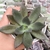 Echeveria tinta 3H pote 8 - NOVIDADE - comprar online