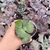 Echeveria Gibbiflora Galactotes 3C pote 9 - babados na internet