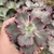 Echeveria gibbiflora Kraus 6A pote 11 - Emite carunculas - SUCULOUCURA DA SEMANA - comprar online
