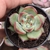 Echeveria agavoides fire pillar 3G pote 6 - SUCULOUCURA DA SEMANA - comprar online