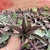 Tradescantia spathacea - abacaxi roxo 6F pote 11 na internet