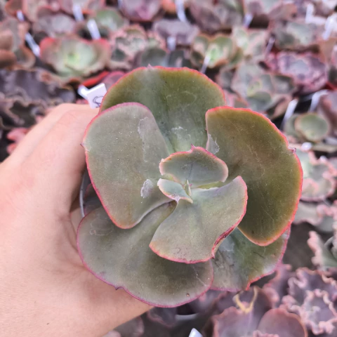 E. gibb Oxtrud 3B pote 9 - emite carunculas - NOVIDADE - emitindo raízes - comprar online