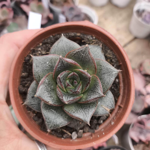 E dionysos 2H pote 8 - comprar online