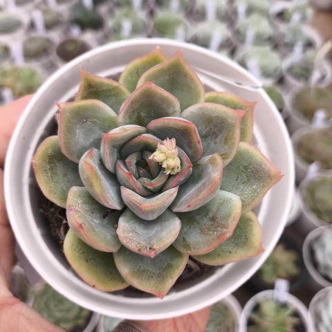 E rubrisa 2C pote 8 - NOVIDADE - comprar online