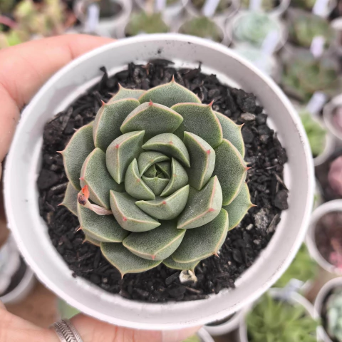 E mikasa 2A pote 7 a 8 - NOVIDADE - comprar online