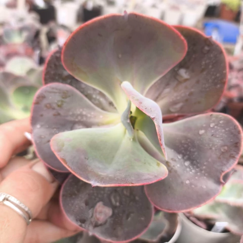 E. gibb Daiki 3E pote 11 - emite carunculas - corte - NOVIDADE - comprar online