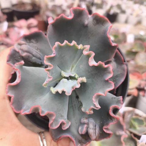 E. gibb hazel 3E pote 11 - emite carunculas - corte - NOVIDADE - comprar online