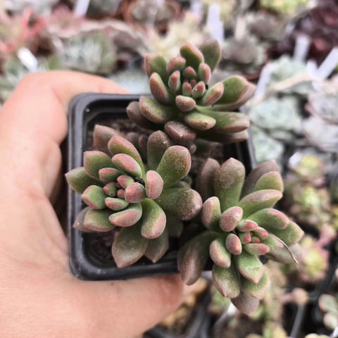 Sedum orange dreans 2H pote 8 - comprar online