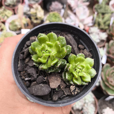 Sedeveria red lantern 2D pote 9 - NOVIDADE - comprar online