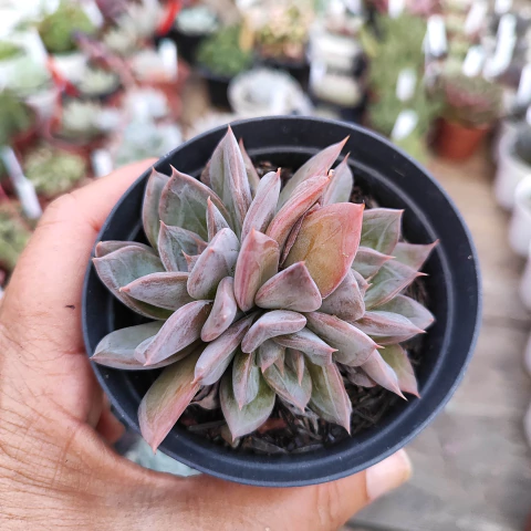 E. silver queen 2D pote 9 - comprar online