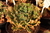 Echeveria gibbiflora Kamounsur 1A pote 9 - NOVIDADE na internet
