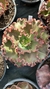 Echeveria gibbiflora Laponica 3H pote 11 - comprar online