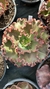 Echeveria gibbiflora laponica 4G pote 8 na internet