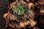 Echeveria gibbiflora Liepzger liebe 4A em pote 11 - emite carunculas - comprar online