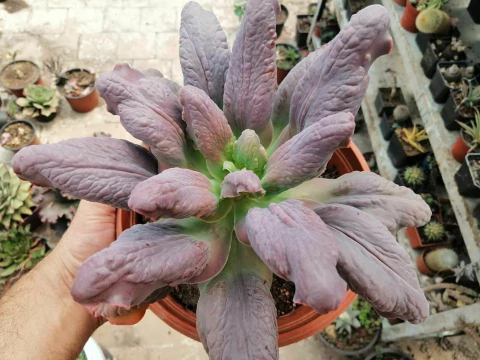 E. gibb Lilac snow 3G pote 11 - carúnculas - comprar online