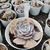 Echeveria Marble 4C pote 7 - carunculas na internet