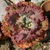 Echeveria gibbiflora mauna loa - carunculas - comprar online