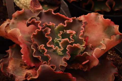 EMergus - comprar online