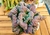 Echeveria Gibbiflora black meteorit 4E pote 10 - carunculas - emitindo raízes - Nani Suculentas