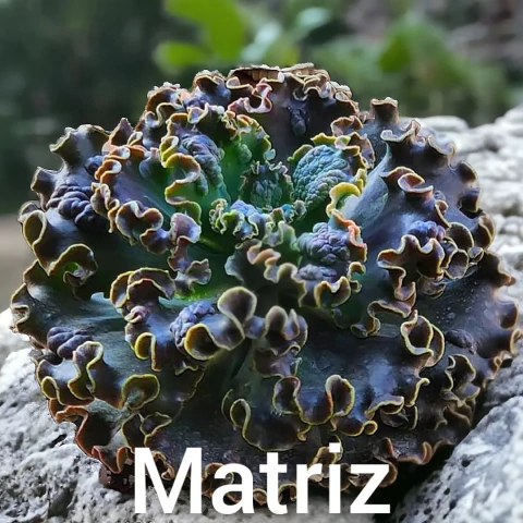 E. gibb moniang - carunculas - comprar online