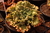 Echeveria gibbiflora Morgana 5A pote 9 - carúnculas - emitindo raízes - NOVIDADE na internet