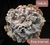 Echeveria gibbiflora nebula 3G pote 8 - carunculas - comprar online