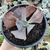 Echeveria gibbiflora nessie dorma 3D pote 8 - carunculas na internet