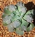 Echeveria Gibbiflora new heigths 4D pote 9 - carunculas - comprar online