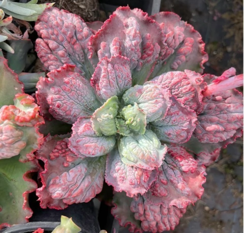 E. gibb nicholas - carunculas - comprar online