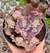 Echeveria gibbiflora nikita - carunculas - comprar online