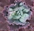 Echeveria Gibbiflora Nubilum 4G pote 11 - emite carunculas - emitindo raízes - SUCULOUCURA DA SEMANA - Nani Suculentas