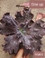 Echeveria gibbiflora One up 3D pote 9 - carunculas na internet
