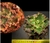 Echeveria Gibbiflora Pamphile 4A pote 9 - carunculas - comprar online